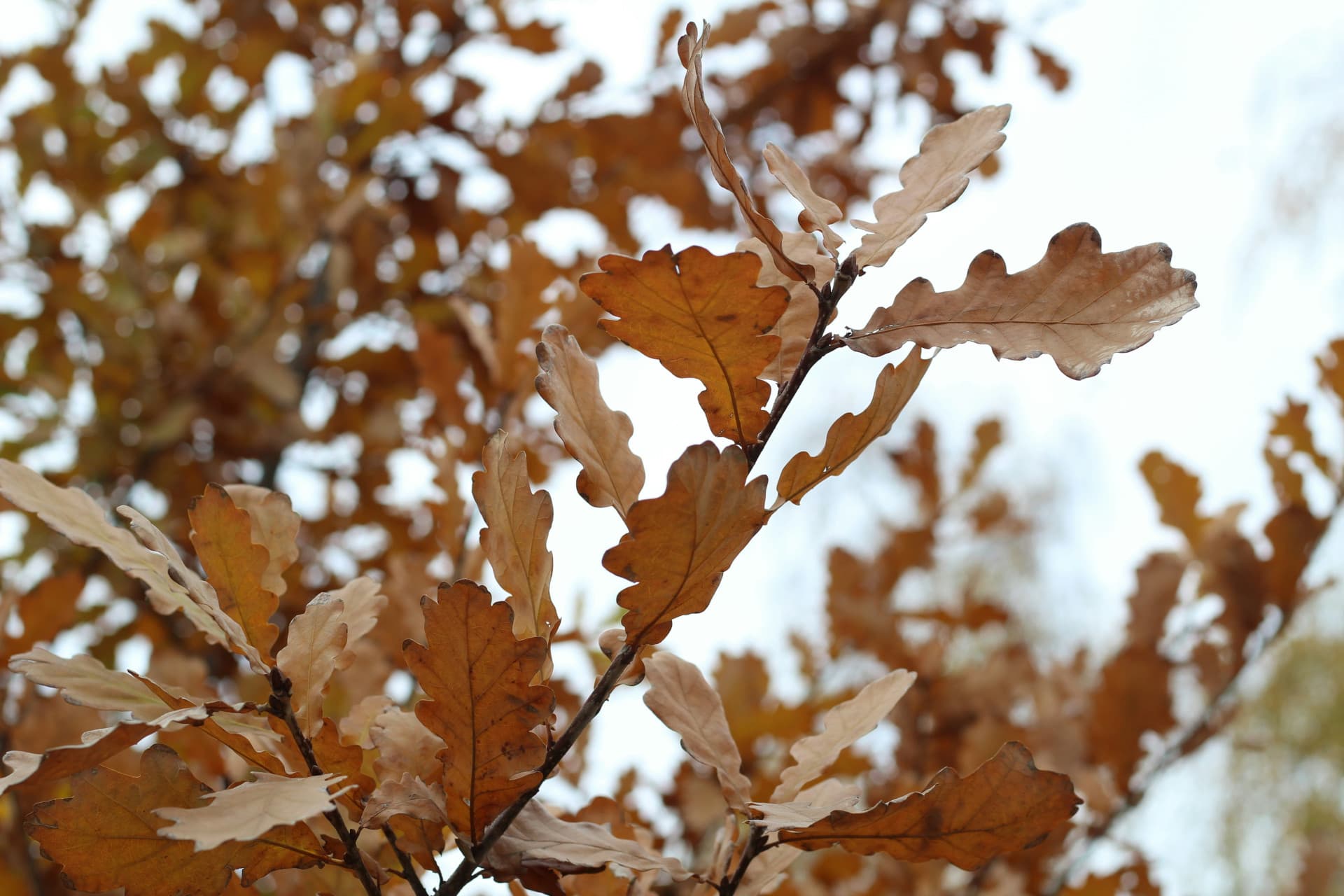 Red Oak tree for background